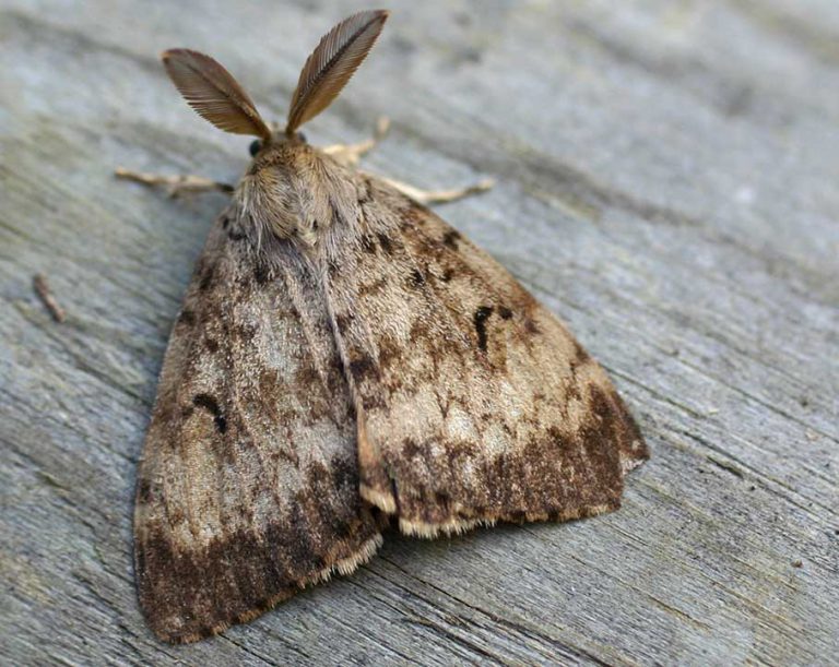 Government wants to spray to kill gypsy moths