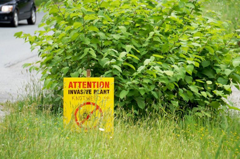 Clearing the North Island of invasive knotweed