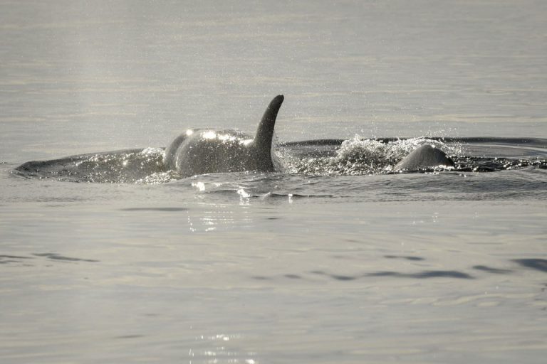 Scientists catch up with sick whale