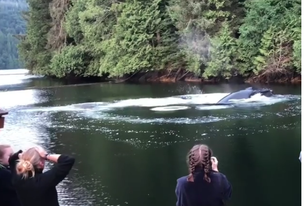 Witnesses share up-close sighting of humpback whales