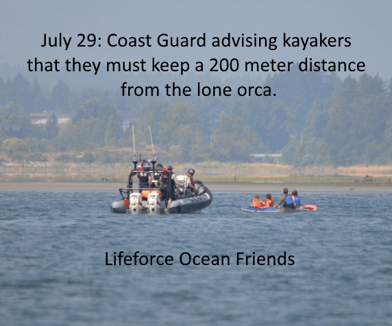 DFO investigations on whale-distance violations to depend on available evidence