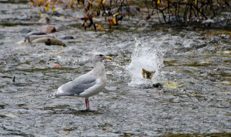 Fall Chinook run above average in Northern Vancouver Island