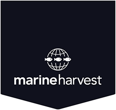 No immediate changes to employment from new fish farm plans: Marine Harvest
