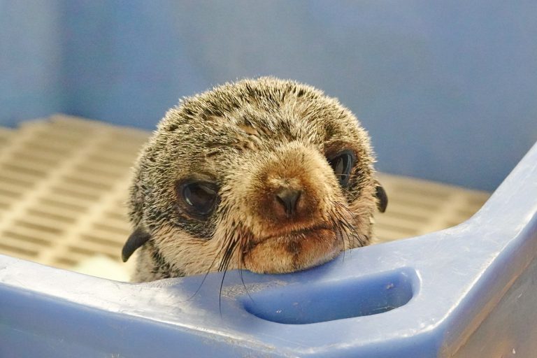 Tiny Northern Fur Seal pup found off shores of northern Vancouver Island