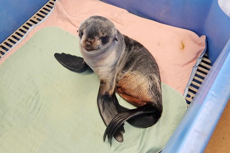 Northern fur seal pup showing signs of recovery