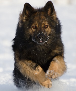 Wanted Campbell River woman taken down by Nanaimo police service dog