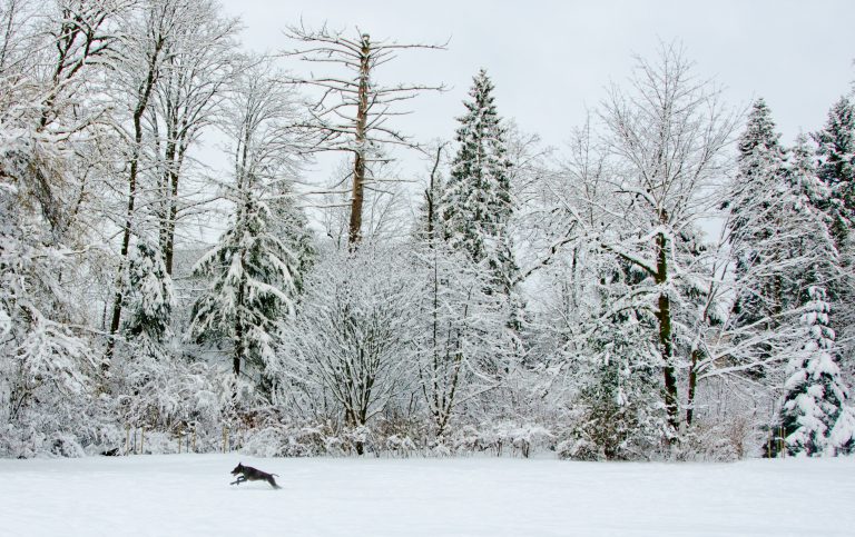 Record setting cold, snow across North Island during recent winter storm