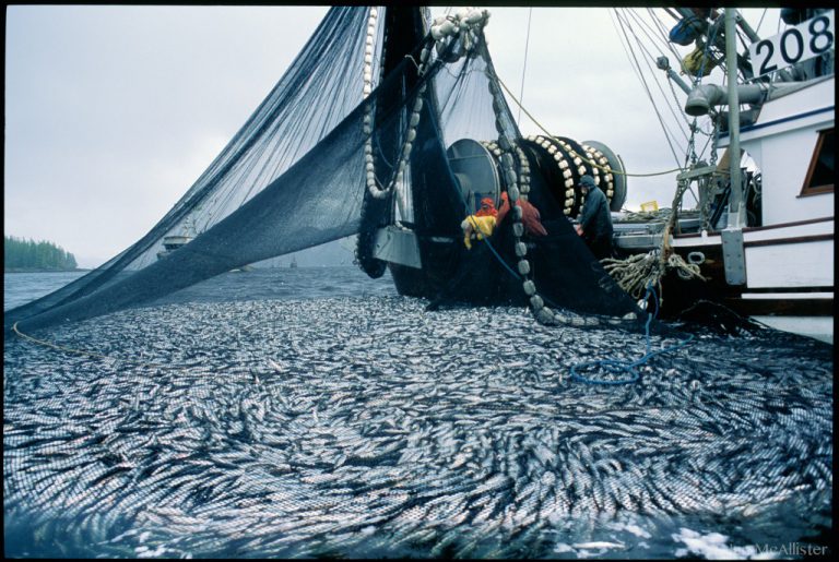 DFO herring fishery met with protests