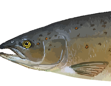 Federal court rules that B.C. farmed salmon must be tested for PRV virus