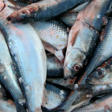 Online support for moratorium on DFO herring fishery grows