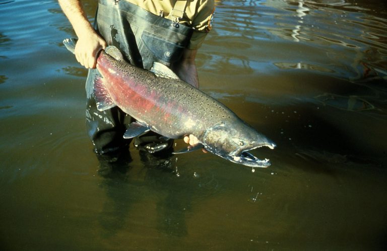 Campbell River urges Fisheries Minister to allow limited retention Chinook sport fishing