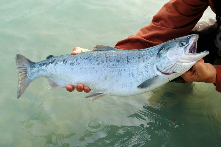 DFO not appealing federal court decision on farmed salmon virus
