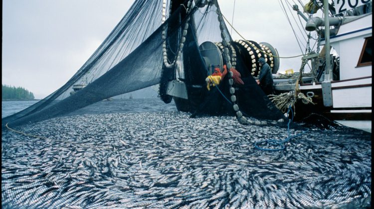 Denman Island trustee driving force behind letter calling for herring roe moratorium