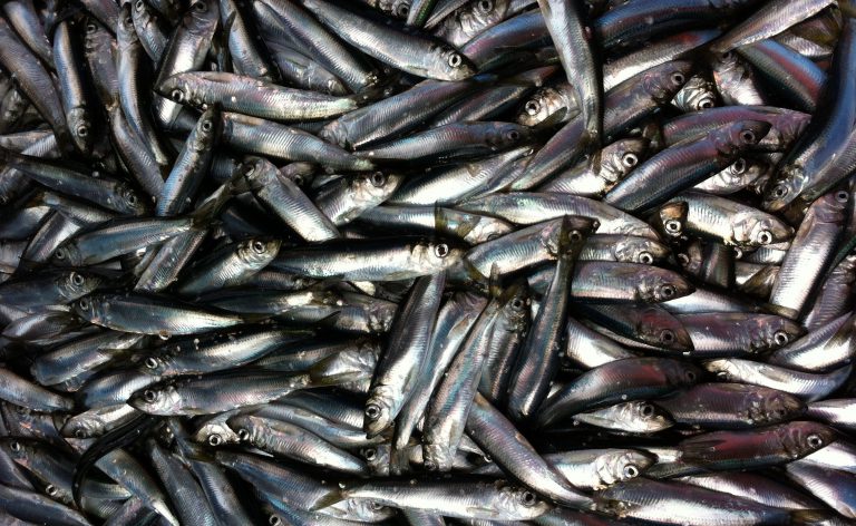 Islands Trust to write letter to minister opposing herring roe fishery