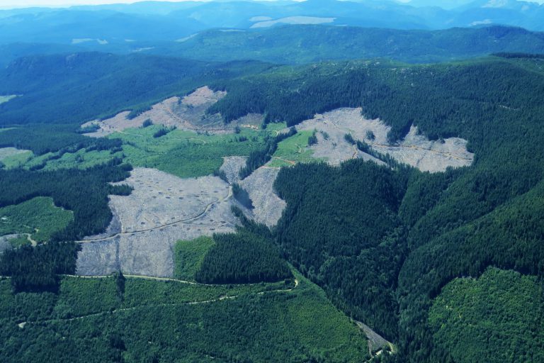 Groups claim B.C. government agency targeting old growth trees on Vancouver Island