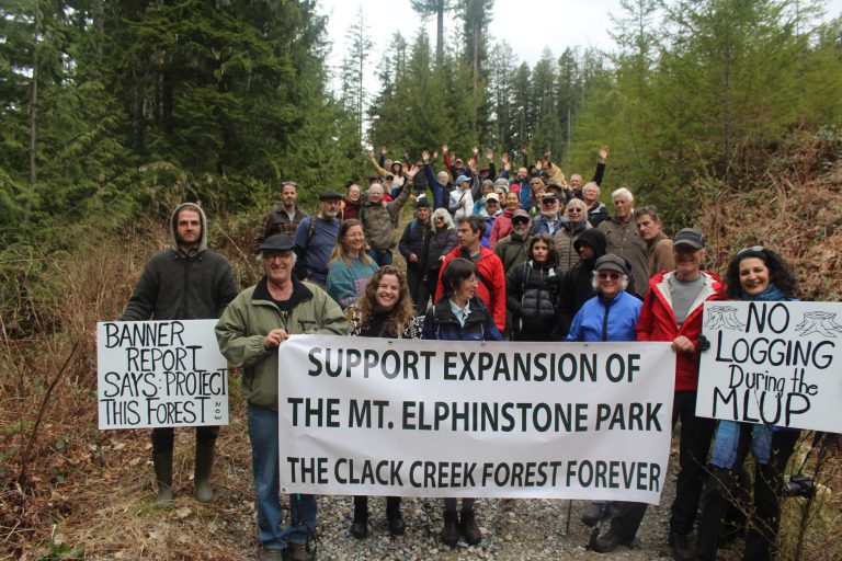 Conservation group pushes for preservation of Sunshine Coast old growth forest