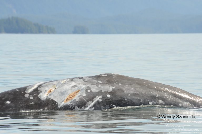 Climate change, dwindling food supply possible causes of death for grey whales on B.C. coastlines: researcher