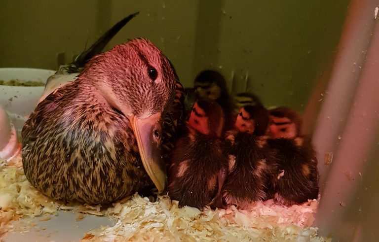 Mother duck rescued from Vancouver Island highway
