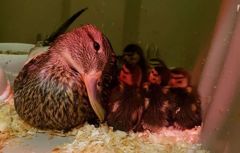 Mother duck rescued from Vancouver Island highway