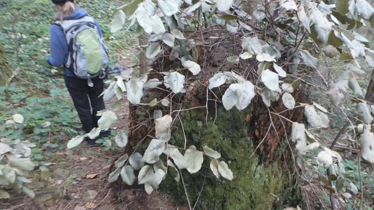 Dead and dying salal plants ‘everywhere’ along the coast