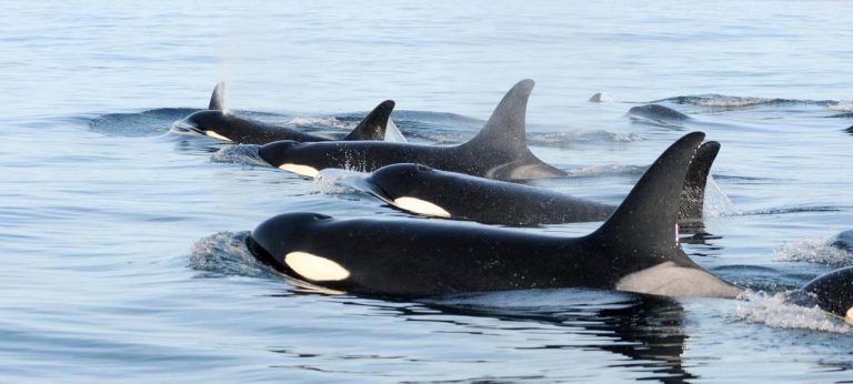 Conservation group director says even more can be done to protect southern resident killer whales