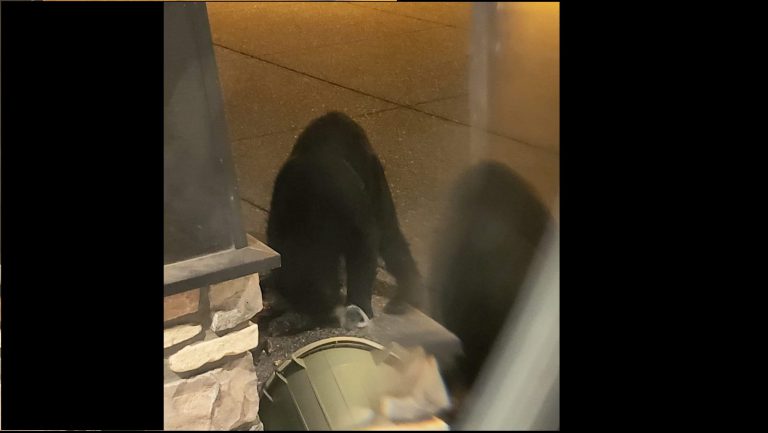 COS offers tips as bear calls soar