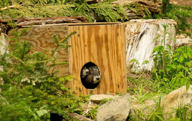 Zoo-born marmots get first taste of wild