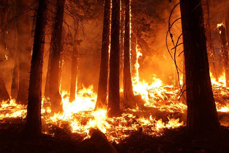 Wildfire south of Port McNeill under control
