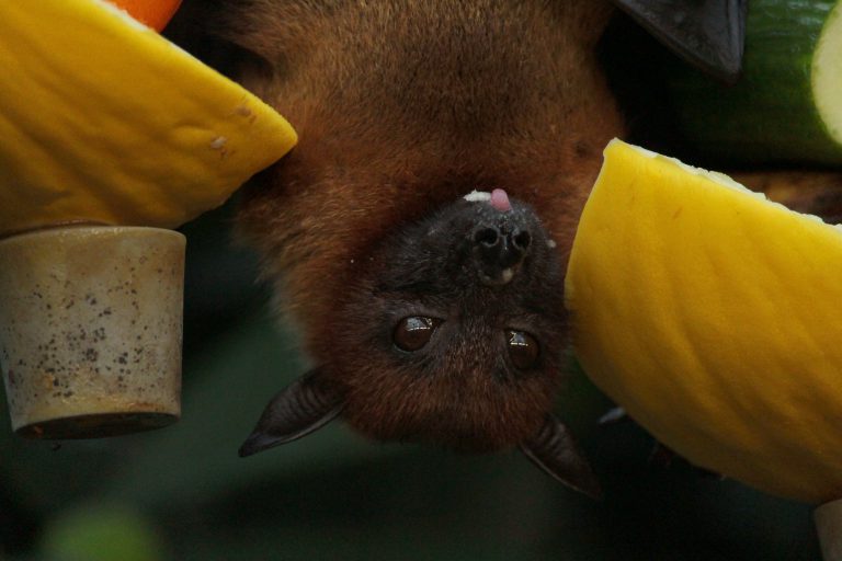 Vancouver Island man dies after exposure to rabies