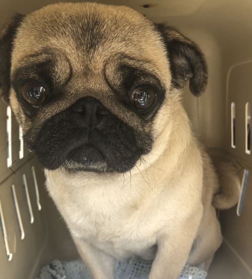 French bulldogs, pugs surrendered to BC SPCA