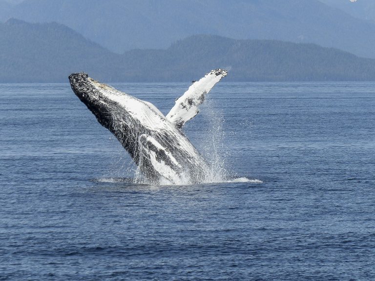 Tangled humpback now in Washington State waters
