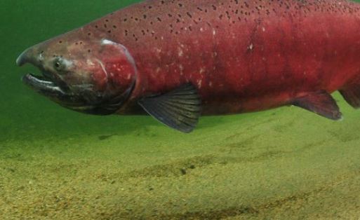 Warming planet impacting Canadian Pacific salmon stocks: report