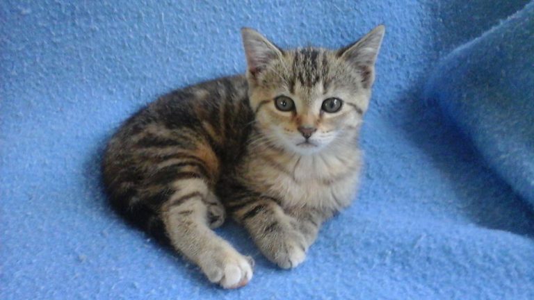 BC SPCA shelters overwhelmed by influx of cats and kittens