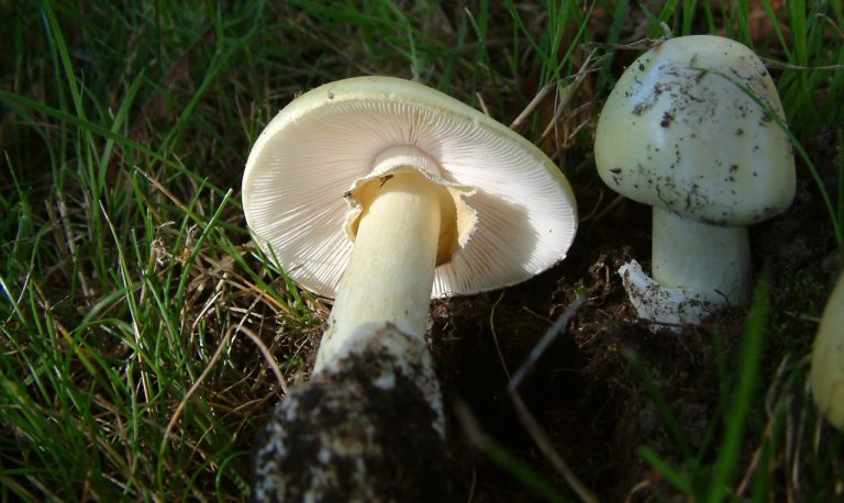 Mushroom poisonings on the rise in BC