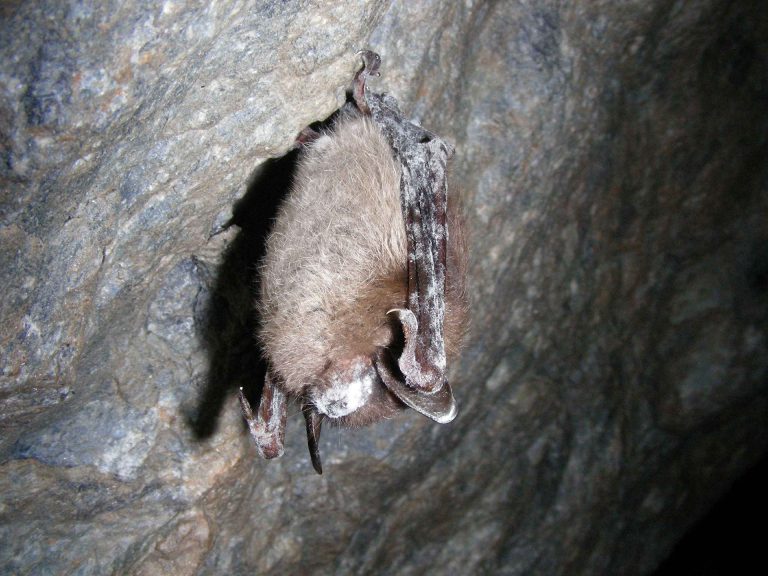 Province encouraging more places to become bat-friendly