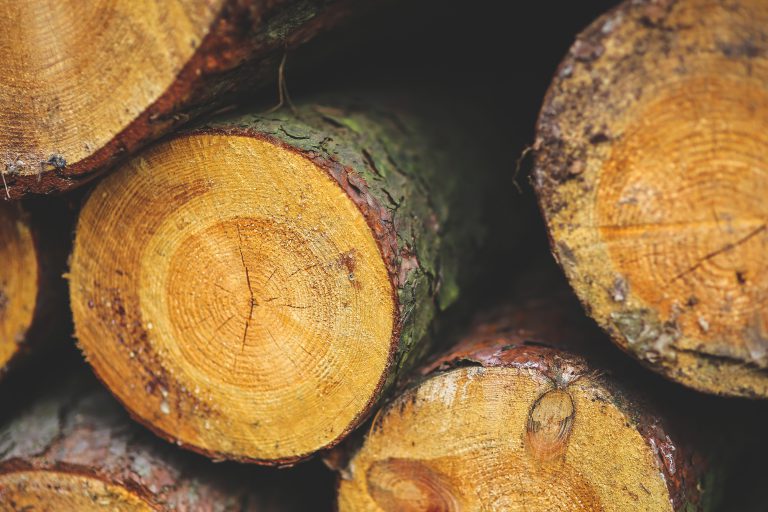 Get proper firewood permit before chopping trees down