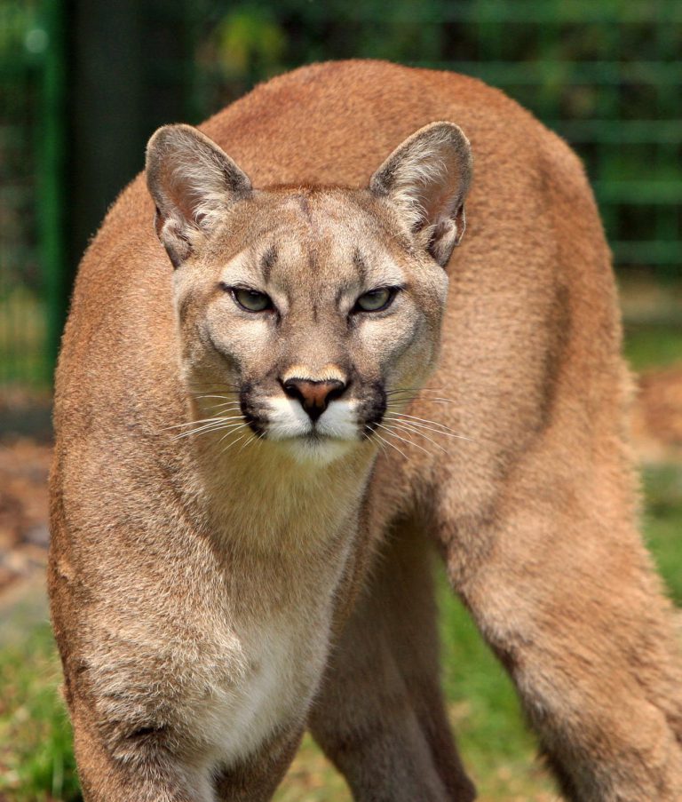 Cougar sighting on dike prompts warning, safety tips