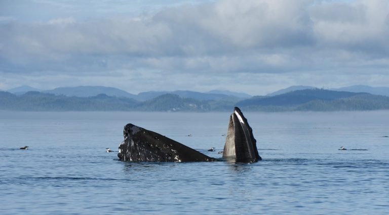 One spot available for Marine Naturalist Course this summer