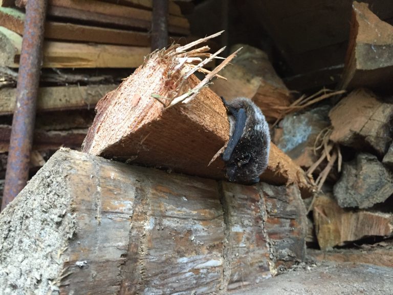 BC Community Bat Program asking you to look out for bats