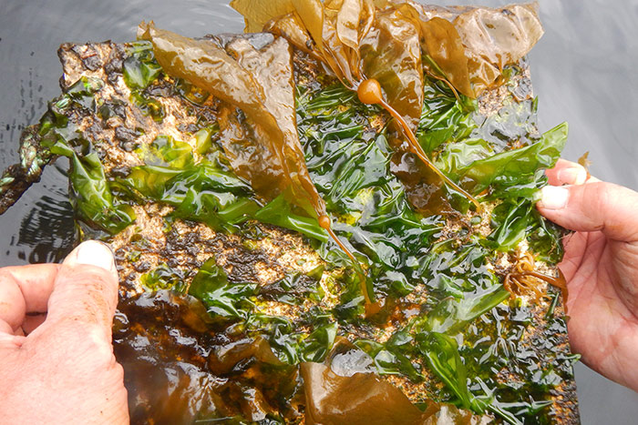 North Island College partnering with Kwiakah First Nation on kelp research