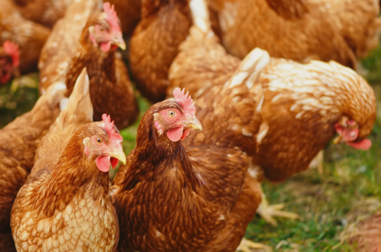Avian flu case confirmed on North Island farm