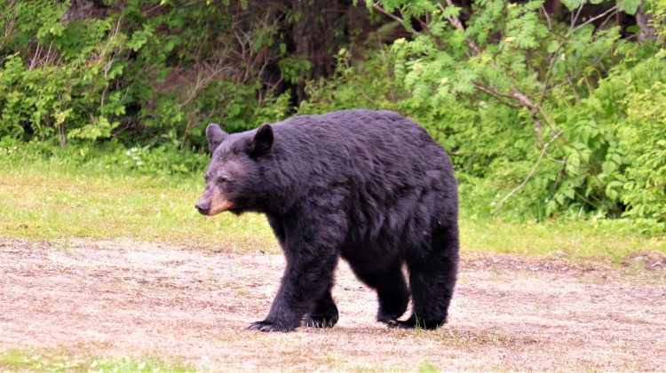 Conservation Officer Service warns of aggressive black bear encounter