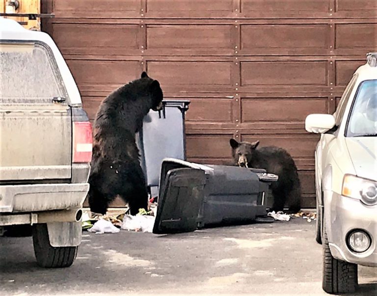 Black bear still prowling around Port Alice, caution urged