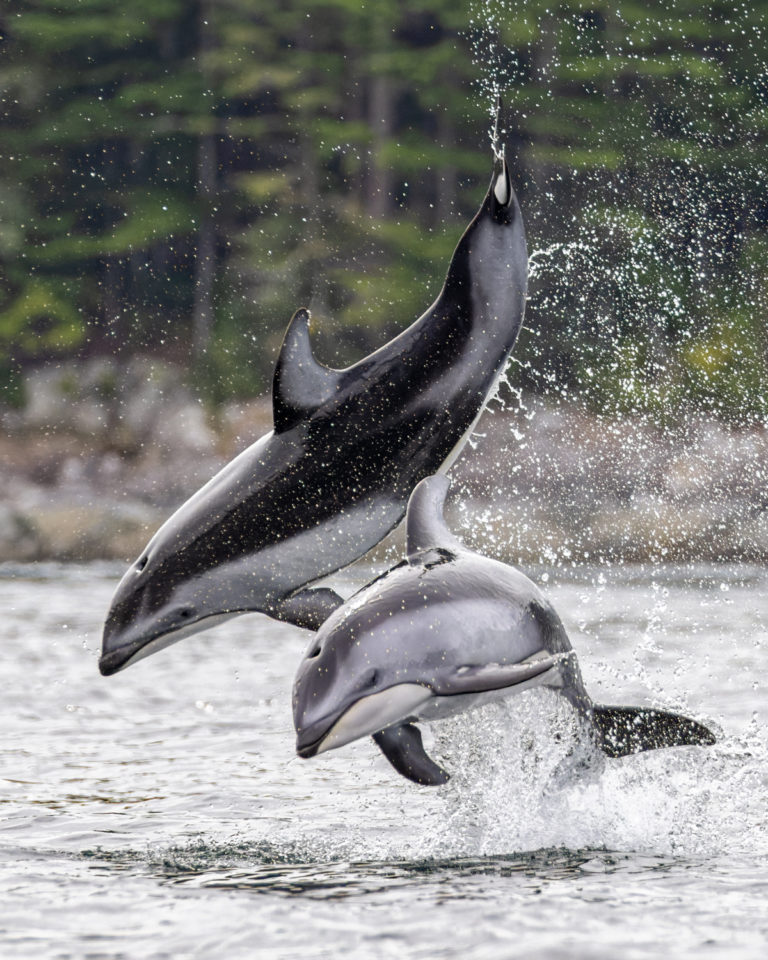 ‘Incredible’ dolphin encounter north of Campbell River for wildlife photographer