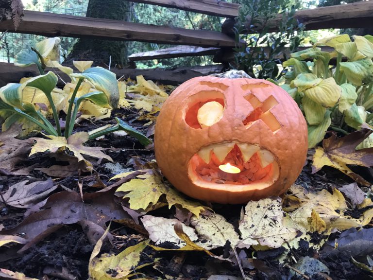 COS says Halloween pumpkins bad news for hungry bears