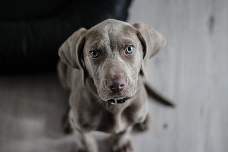 North Island Veterinary Hospital reverts to ‘closed door policy’