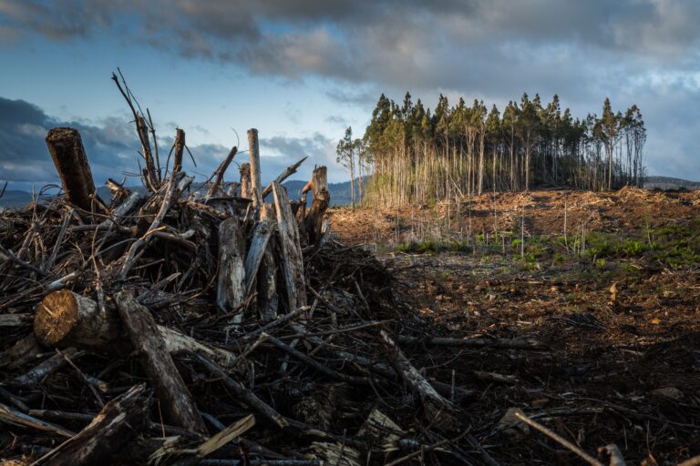 Logger dies from injuries after logging accident