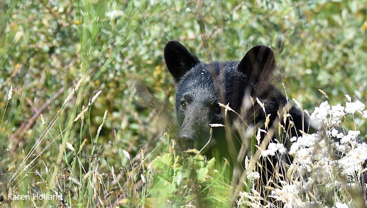 ‘It’s not lawful to take matters into your own hands’: Tofino man sentenced for killing black bears