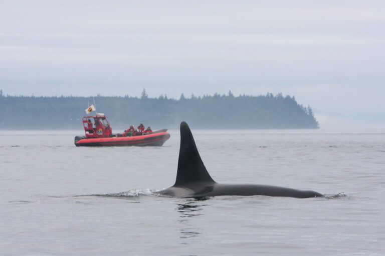 DFO asks boaters to keep their distance from marine life