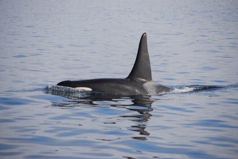 Updated: United States Coast Guard monitoring orcas near oil leak